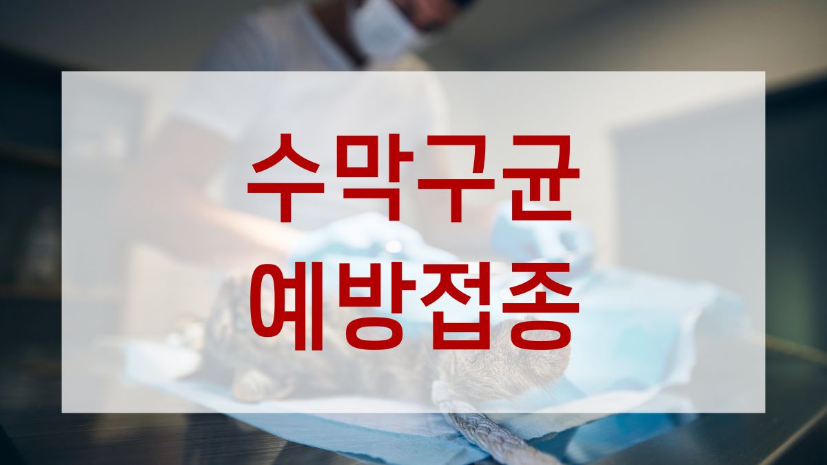 수막구균 예방접종