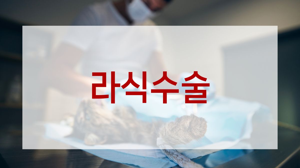 라식수술